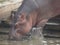 Hippopotamus drinking water in captivity