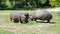 Hippopotamus eating grass zoo safari