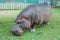 Hippopotamus eating green grass