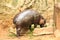 Hippopotamus eating vegetable