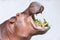 Hippopotamus eating vegetable in a zoo