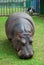 Hippopotamus eats green grass