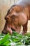 Hippopotamus eatting