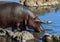 A Hippopotamus on the edge of a river