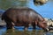 A Hippopotamus on the edge of a river