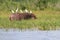 Hippopotamus with egrets