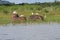 Hippopotamus with egrets