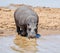 Hippopotamus entering river