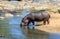 A Hippopotamus entering a river