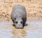 Hippopotamus entering water