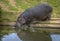 Hippopotamus entering the water