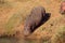 Hippopotamus entering water - Kruger National Park