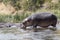 Hippopotamus that enters the water of the River from the shore covered with grass and bushes