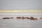 Hippopotamus family resting in a lake, Nairobi National Park, Kenya