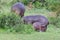 Hippopotamus family wit Young one,Kruger National park