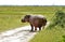 Hippopotamus feeding in the grasslands