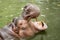 Hippopotamus feeding in a zoo
