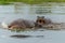 Hippopotamus fighting in the Okavanga Delta in Botswana.