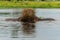 Hippopotamus fighting in the Okavanga Delta in Botswana.