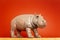 hippopotamus figure isolated on red background