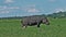 Hippopotamus grazes calmly on the lush green grass.