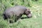 Hippopotamus grazes during the day in a water meadow with herons