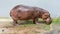 Hippopotamus grazing in the cage