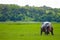 Hippopotamus Grazing Grass