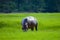 Hippopotamus Grazing Grass