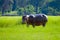 Hippopotamus Grazing Grass