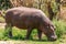Hippopotamus grazing green grassland savannah at the Maasai Mara National Game Reserve park rift valley Narok county east Africa