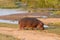 Hippopotamus grazing next to the Letaba River