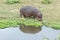 Hippopotamus grazing at a pond with water hyacinth