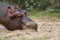 Hippopotamus on ground. Portrait of one sleepy young hippopotamus amphibious. Hippo. Common hippopotamus. River hippopotamus