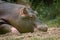 Hippopotamus on ground. Portrait of one sleepy young hippopotamus amphibious. Hippo. Common hippopotamus. River hippopotamus