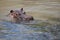 Hippopotamus head just above water with big eye visible and ears pointing up