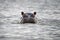 Hippopotamus head sticking out of water. Hippo in water