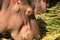 A Hippopotamus Head View