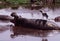 Hippopotamus with heron on its back, Ngorongoro Crater, Tanzania