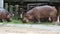 Hippopotamus or hippo eating green grass
