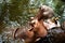 Hippopotamus (Hippo) Giant opened its mouth on the water. in chiangmai zoo ,thailand