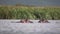 Hippopotamus Hippo Heads Over River Water Surface Slow Motion. Tanzania Africa