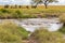 Hippopotamus, hippo submerging in muddy water at Serengeti National Park in Tanzania, Africa