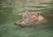Hippopotamus or hippo swimming in river is a large African aquatic mammal that is very dangerous