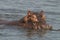 A Hippopotamus Hippo in White Nile River, Murchison Fall National Park, Uganda