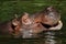 Hippopotamus (Hippopotamus amphibius)