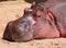 Hippopotamus (Hippopotamus amphibius)