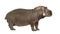 Hippopotamus - Hippopotamus amphibius ( 30 years)