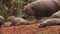 Hippopotamus, hippopotamus amphibius, Adult licking Young, Masai Mara Park in Kenya,