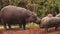 Hippopotamus, hippopotamus amphibius, Adult Licking Young, Masai Mara Park in Kenya,